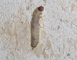 larva di Malachiidae